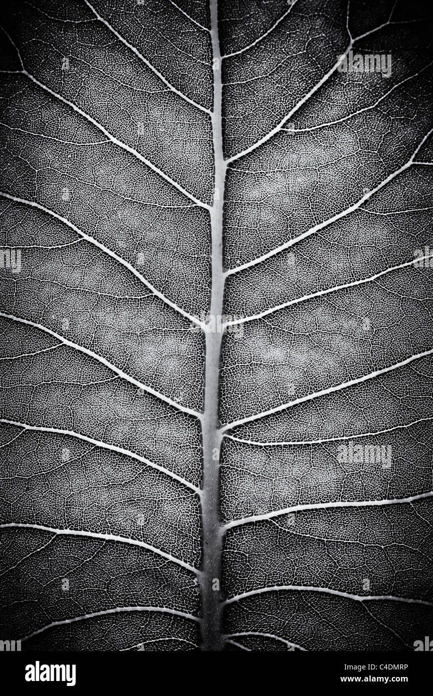 Silphium Terebinthinaceum. Prairie dock modello di foglia. In bianco e nero Foto Stock