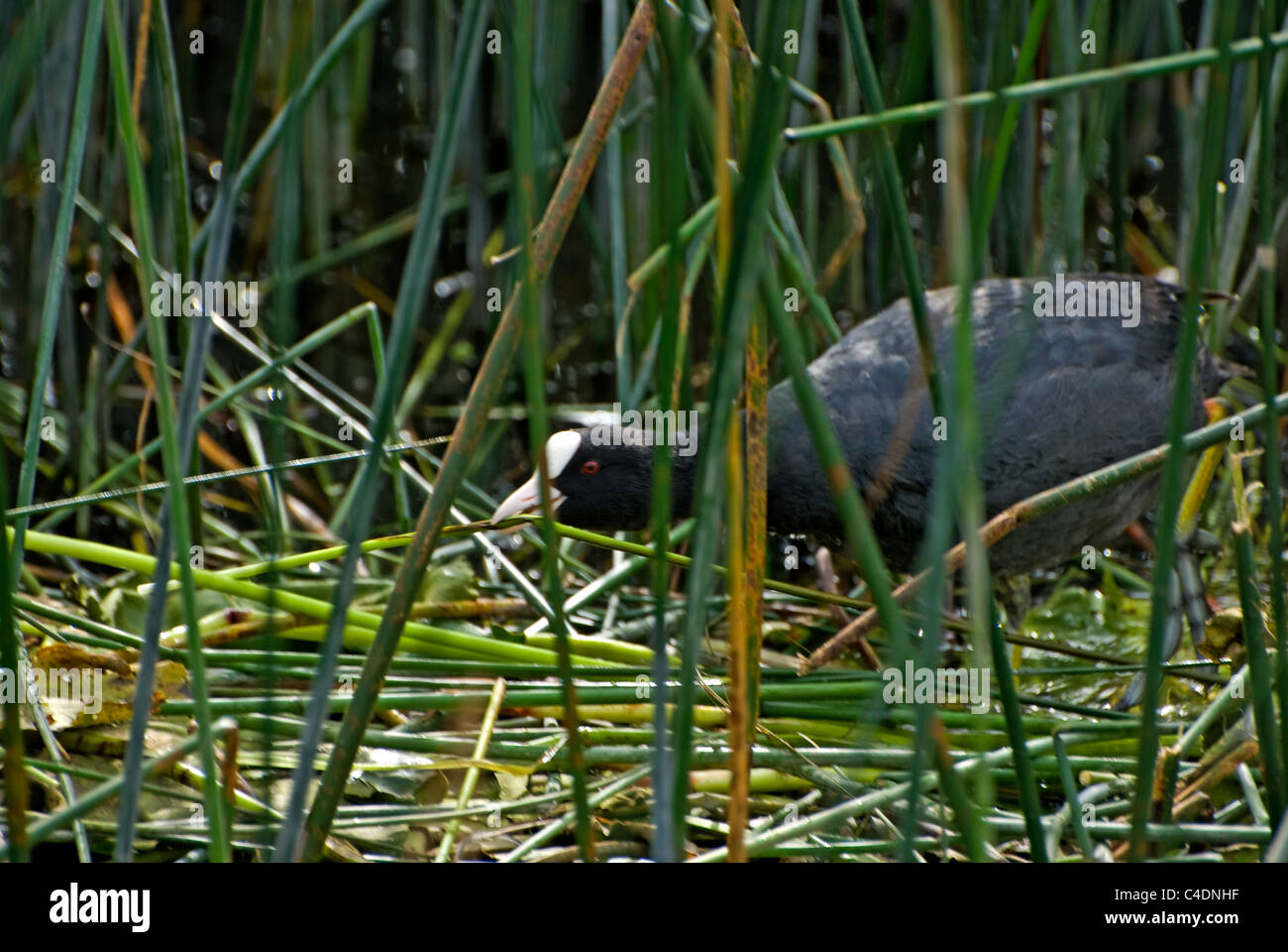 La folaga, piccolo uccello acqua, superiore del Lough Erne, County Fermanagh, Irlanda del Nord Foto Stock