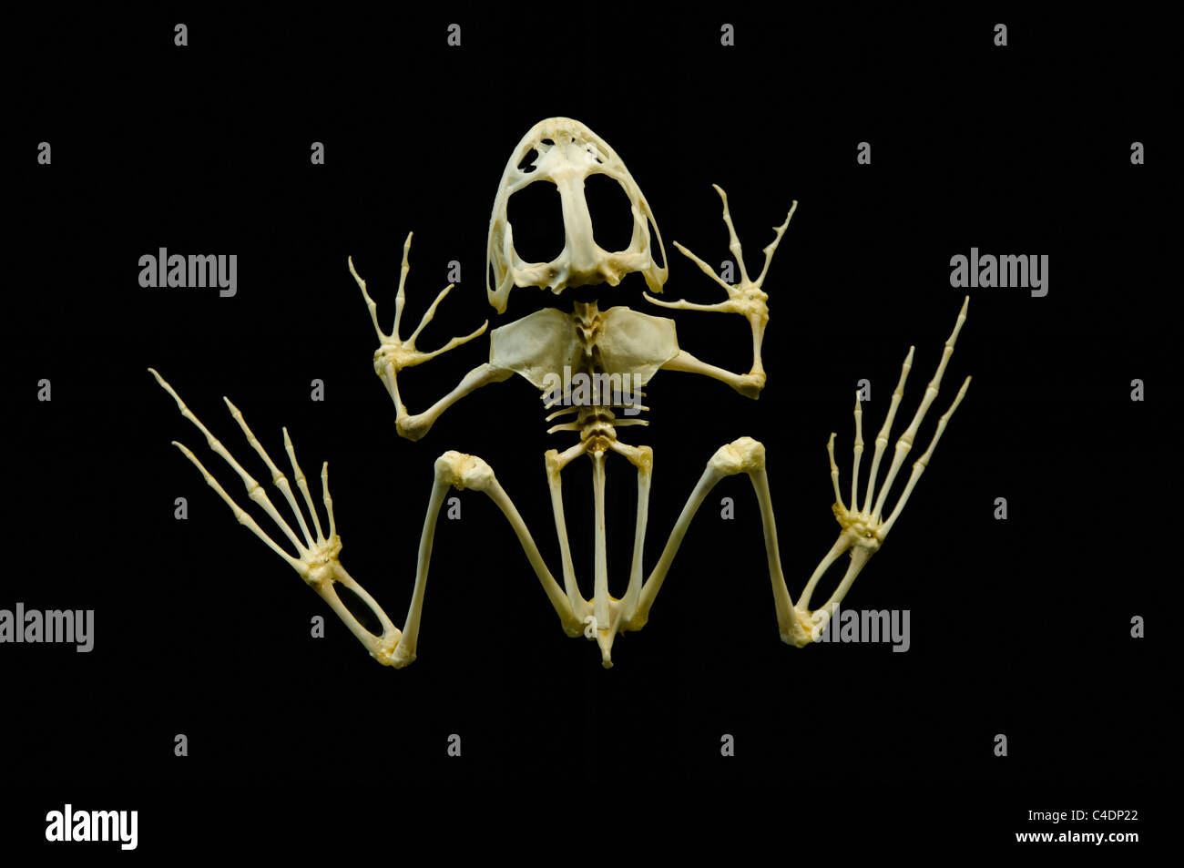 Uno scheletro di rana Foto Stock