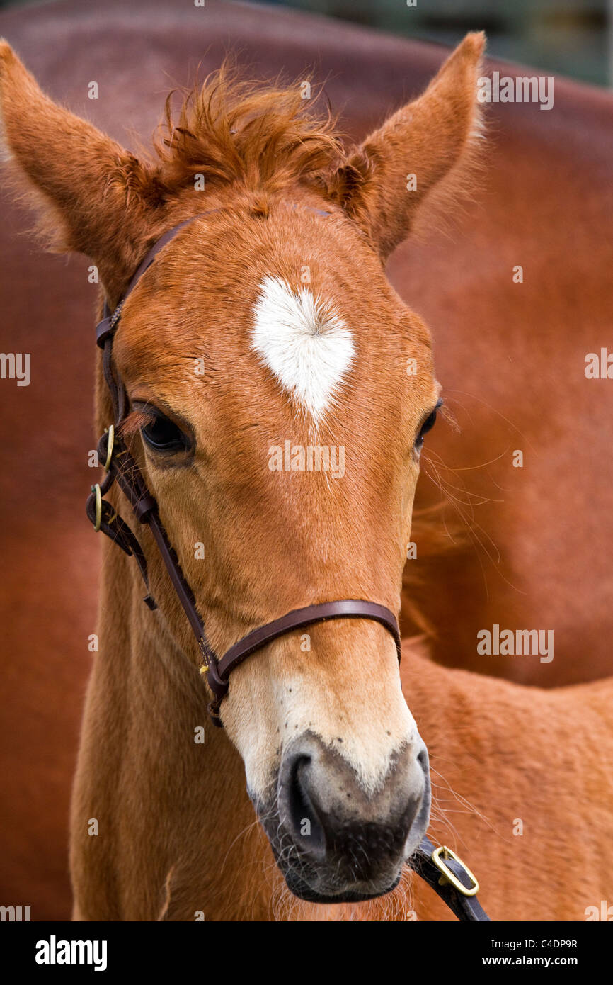 Ritratto di Oldenburg Stallion puledro con Mare presso il 2011 Royal Cornwall Showground Show, St Albans, Cornwall County, Regno Unito Foto Stock