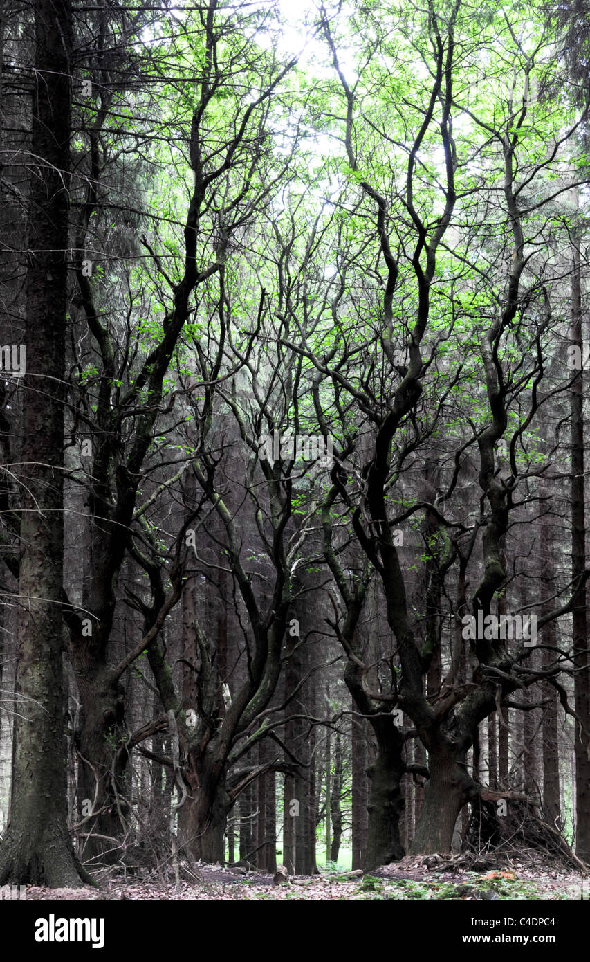Spooky, misteriosa e inquietante foresta con twisted black Sweet Chestnut alberi con foglie verde nella parte superiore della loro nodose filiali Foto Stock