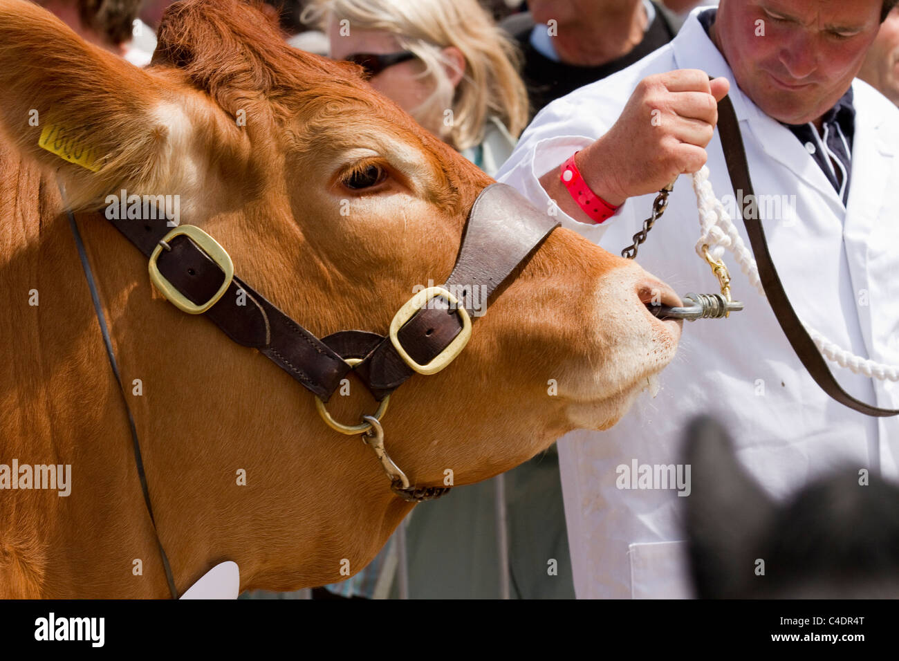 Bestiame giudicare al 2011 Royal Cornwall Showground Eventi & Mostre, St Albans, Cornwall County, Regno Unito Foto Stock