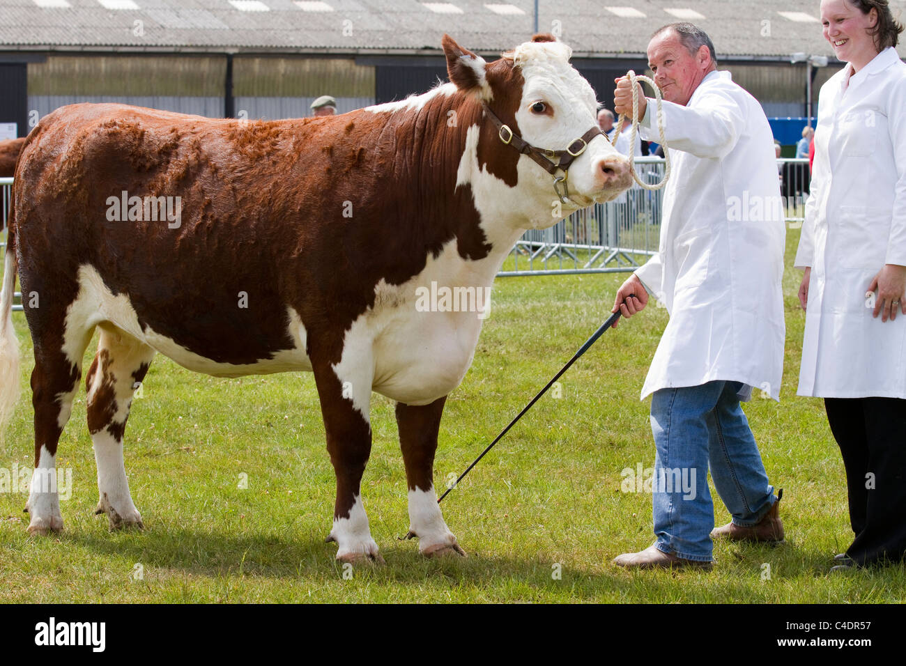 Bestiame giudicare al 2011 Royal Cornwall Showground Eventi & Mostre, St Albans, Cornwall County, Regno Unito Foto Stock