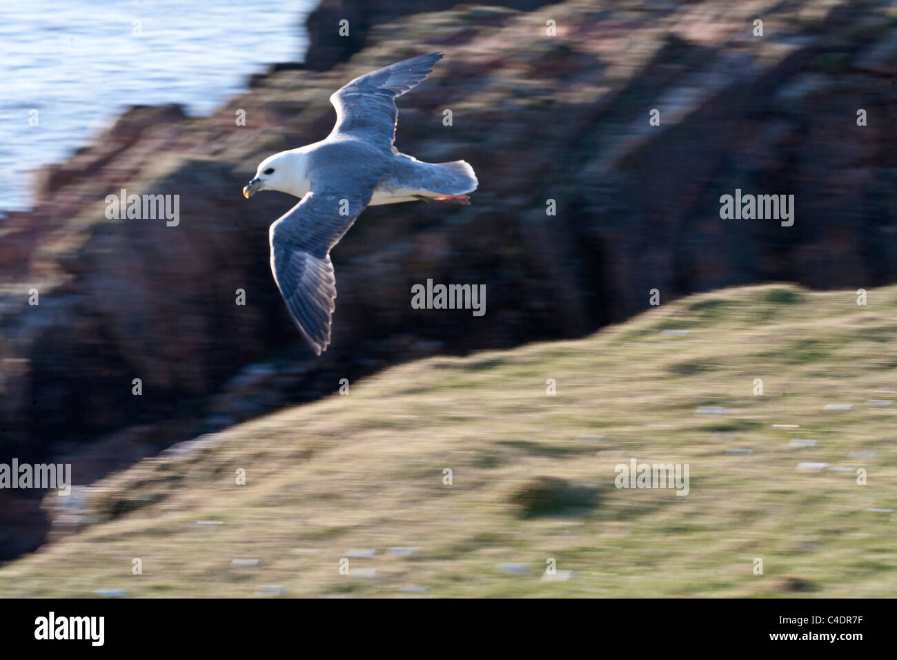 Fulmar a Brae stoppino, Isole Shetland Foto Stock