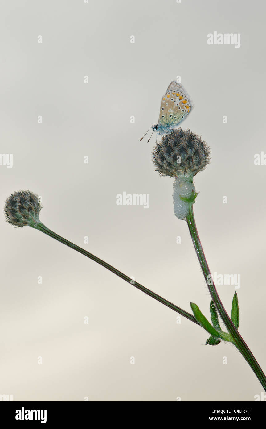 Comune di Blue Butterfly sono ' appollaiati su fiore Foto Stock