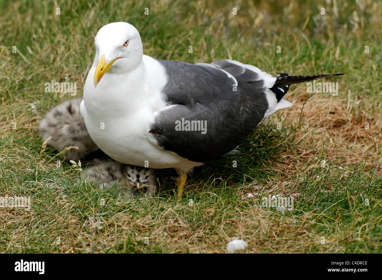 Un adulto Lesser Black backed gull con due giovani pulcini. Foto Stock