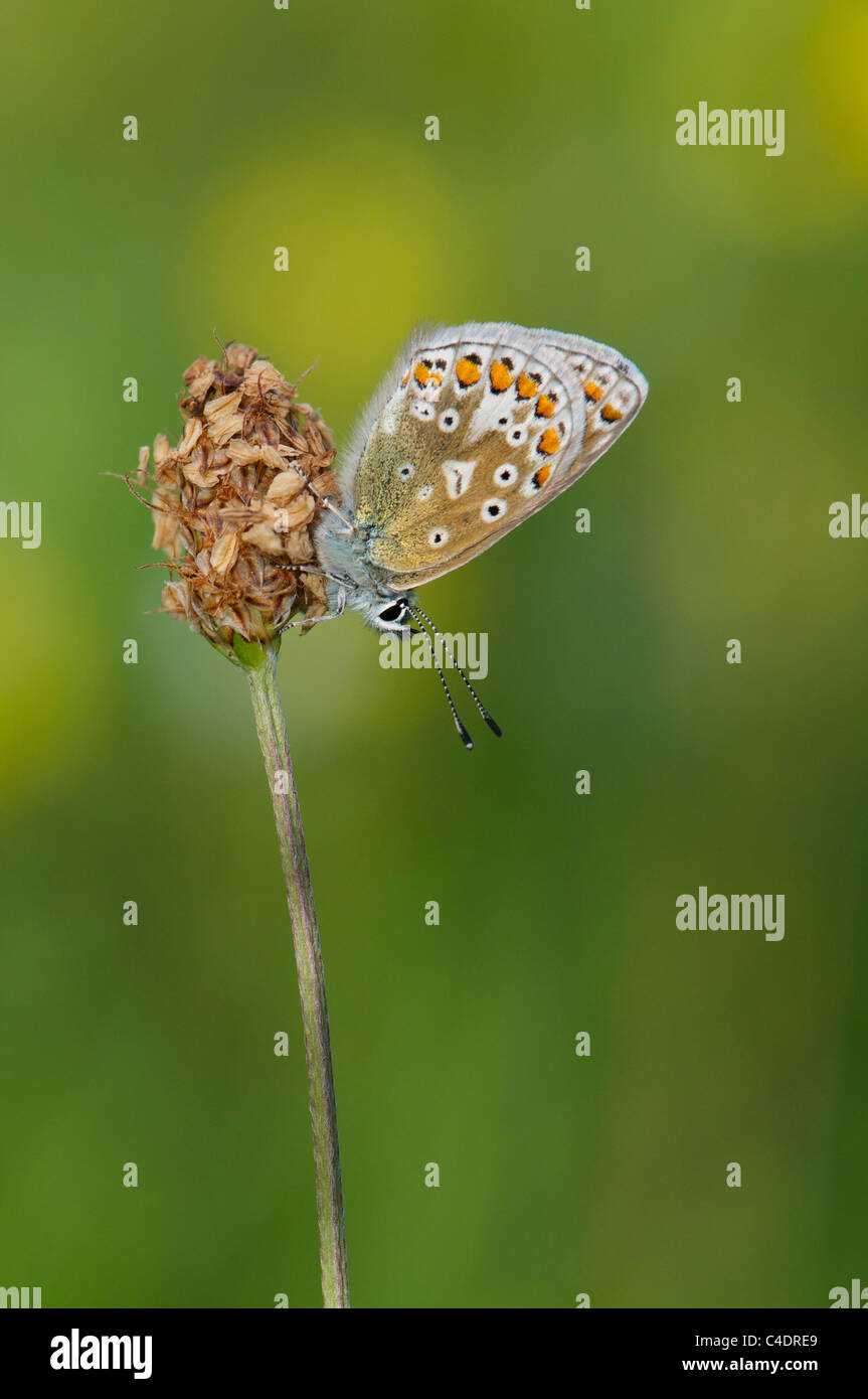 Comune di Blue Butterfly sono ' appollaiati su fiore Foto Stock