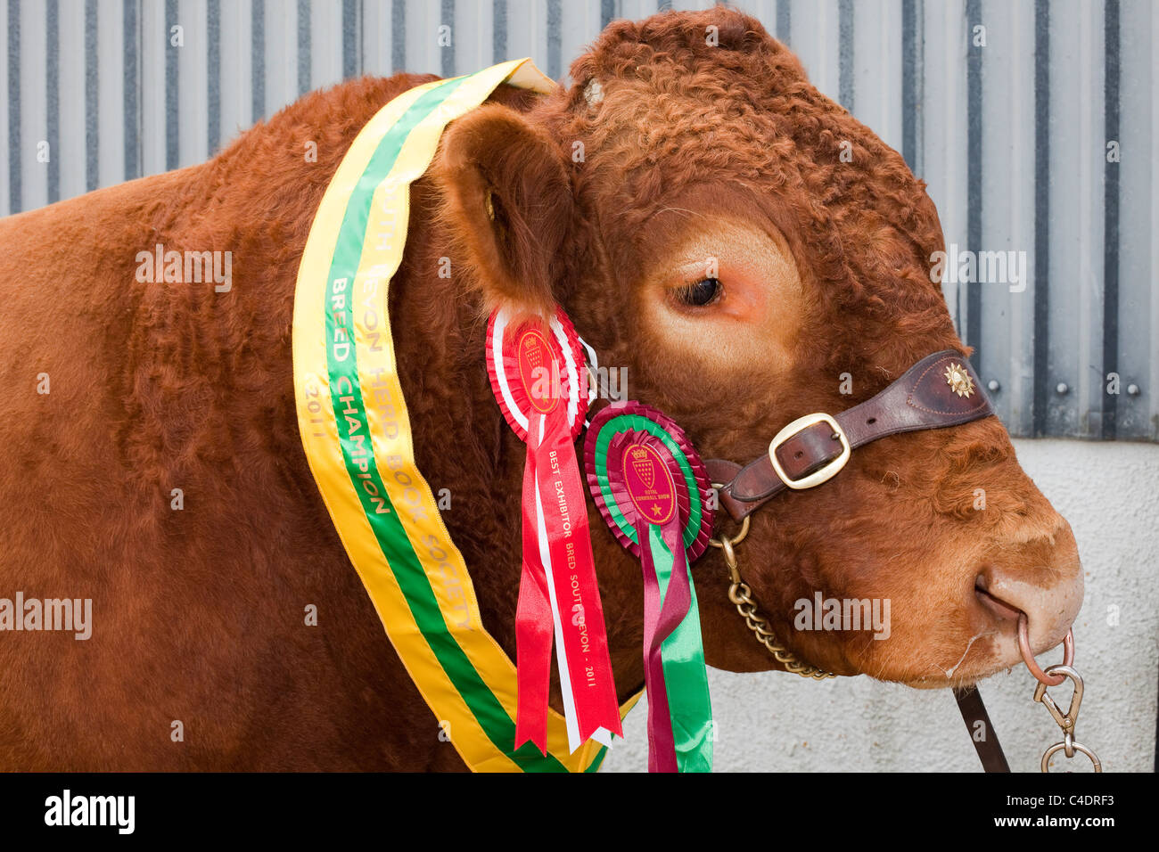 British Limousin Cattle Breed Champions, animale, premio, rosetta, nastro, concorso, simbolo, vincitore, spettacolo, testa, imbracatura, purebred, successo, badge, vinci, Vincitore al Royal Cornwall Agricultural Showground Events & Exhibits 2011 di Wadebridge, Regno Unito Foto Stock