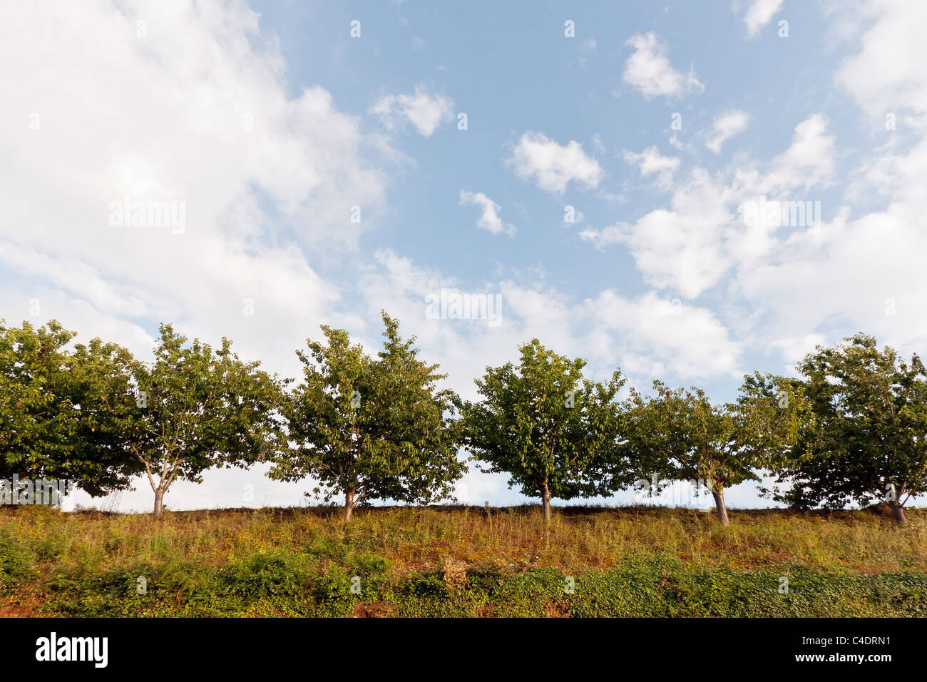 Piccoli alberi sulla collina contro il cielo blu e nuvole Foto Stock