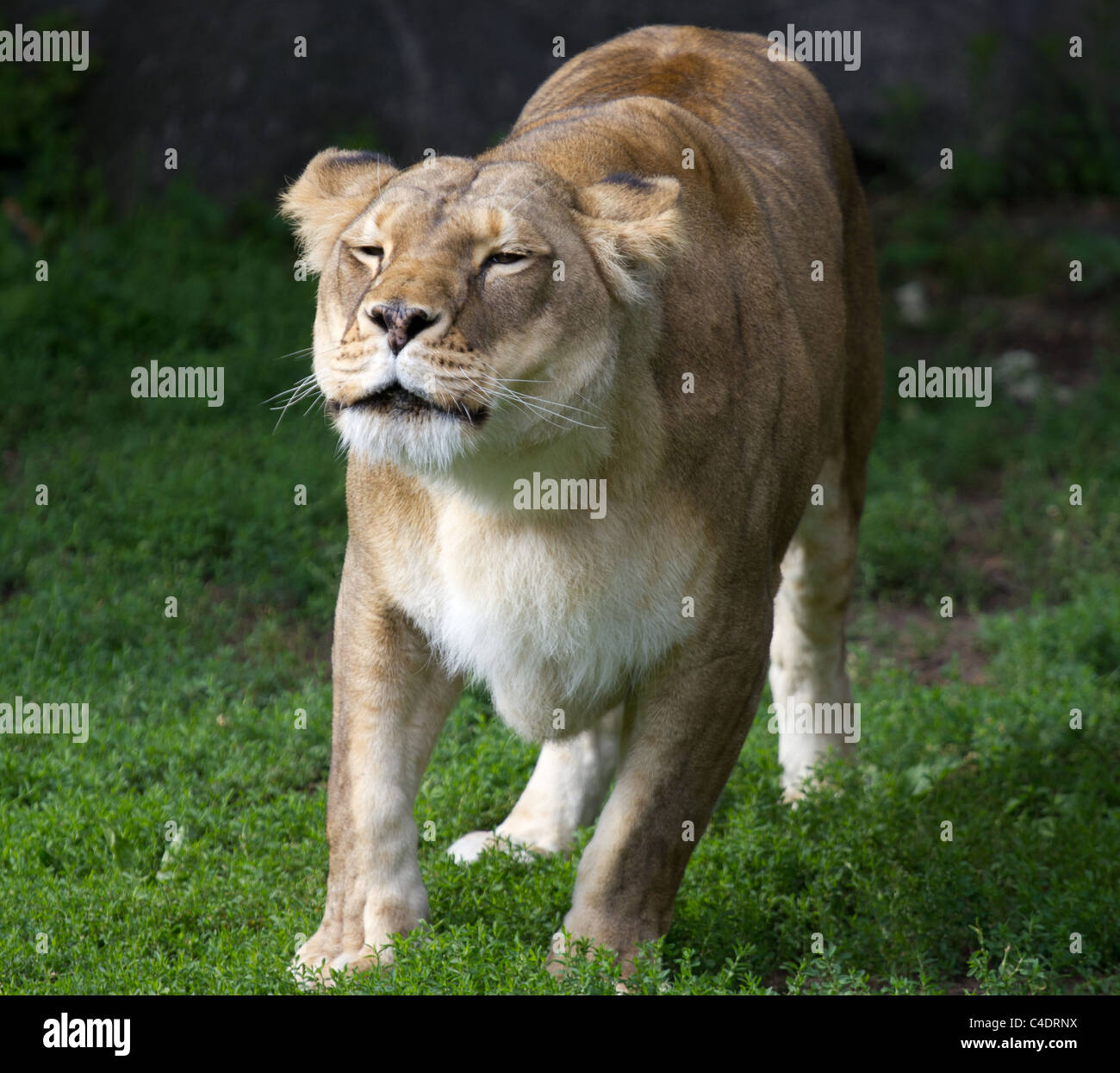 Leonessa Foto Stock