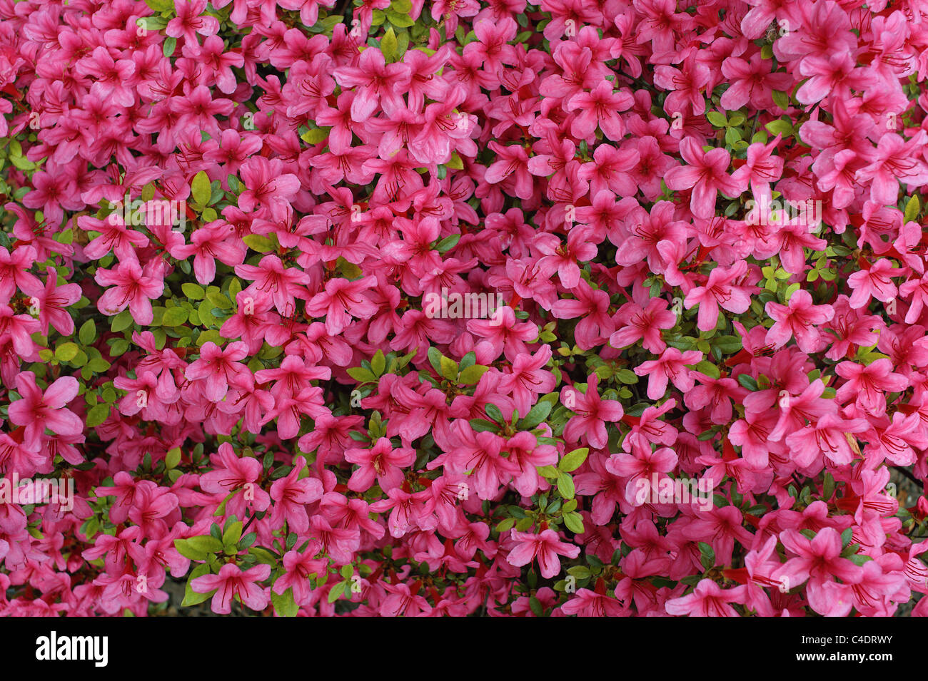 Rosa azalea rhododendron blossom Foto Stock