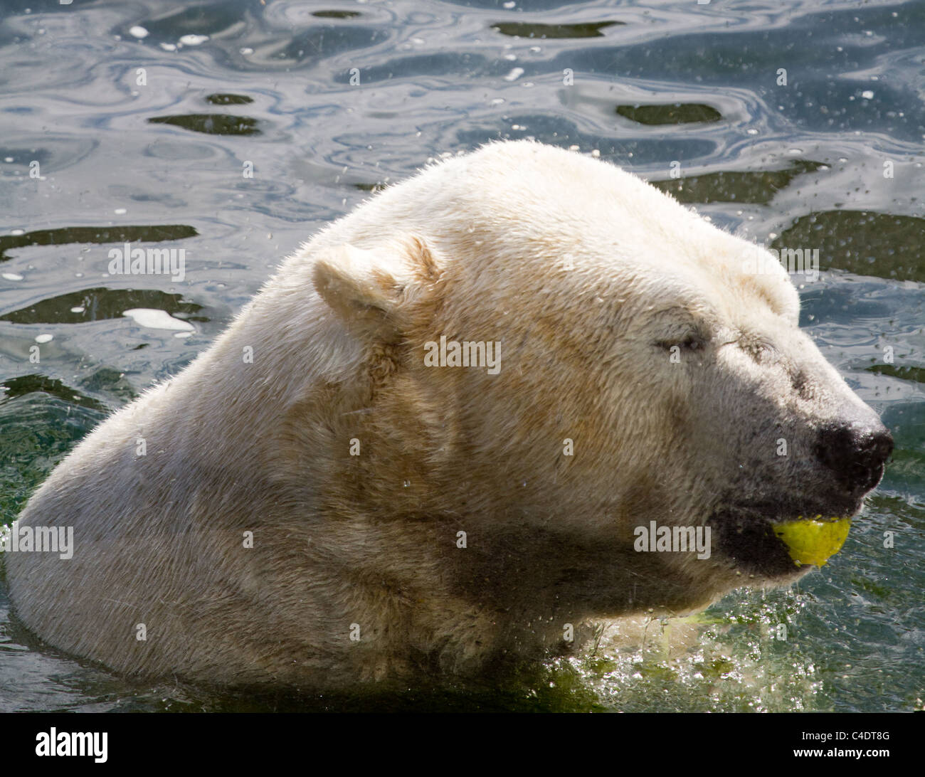 Orso polare Foto Stock