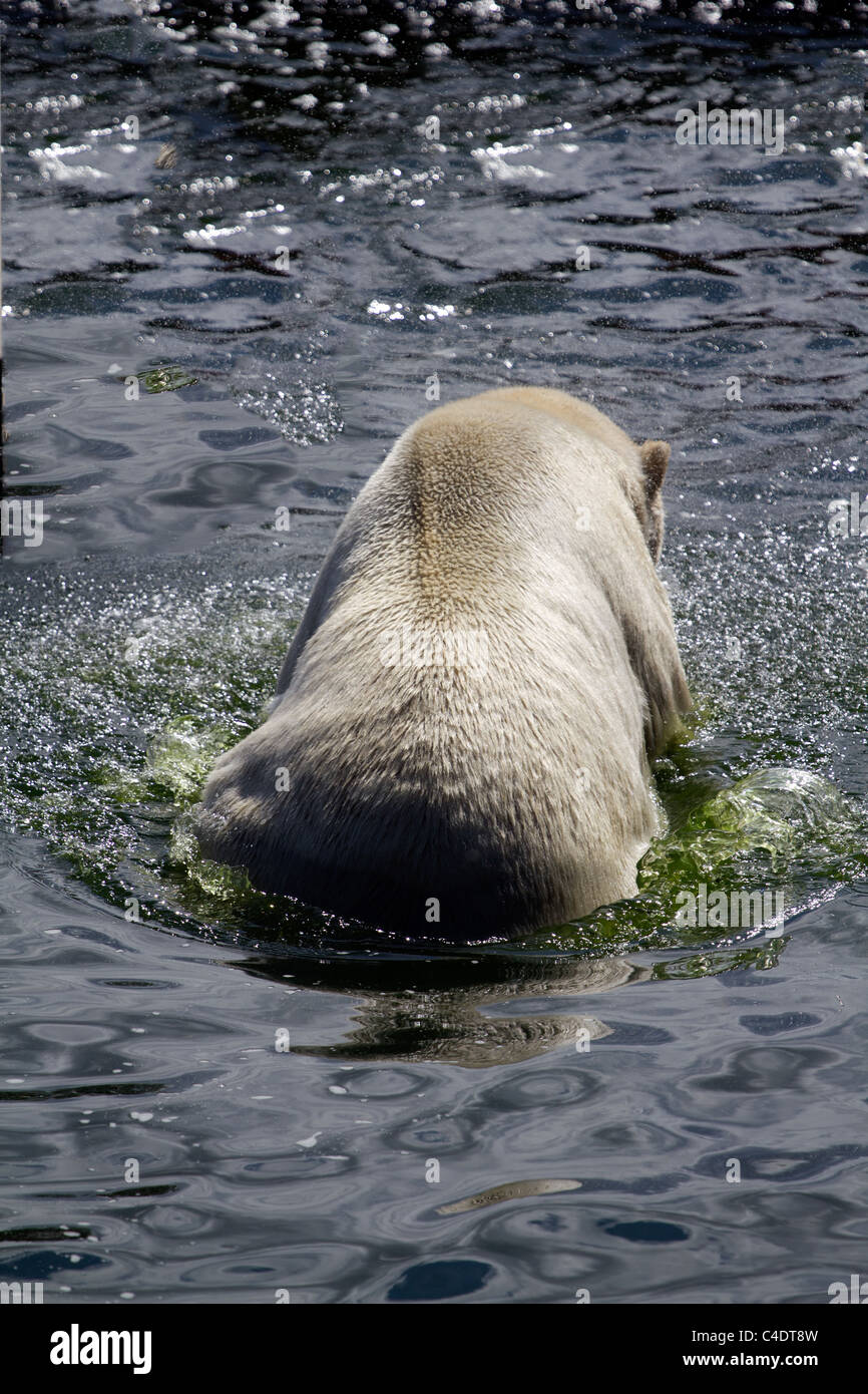 Orso polare Foto Stock