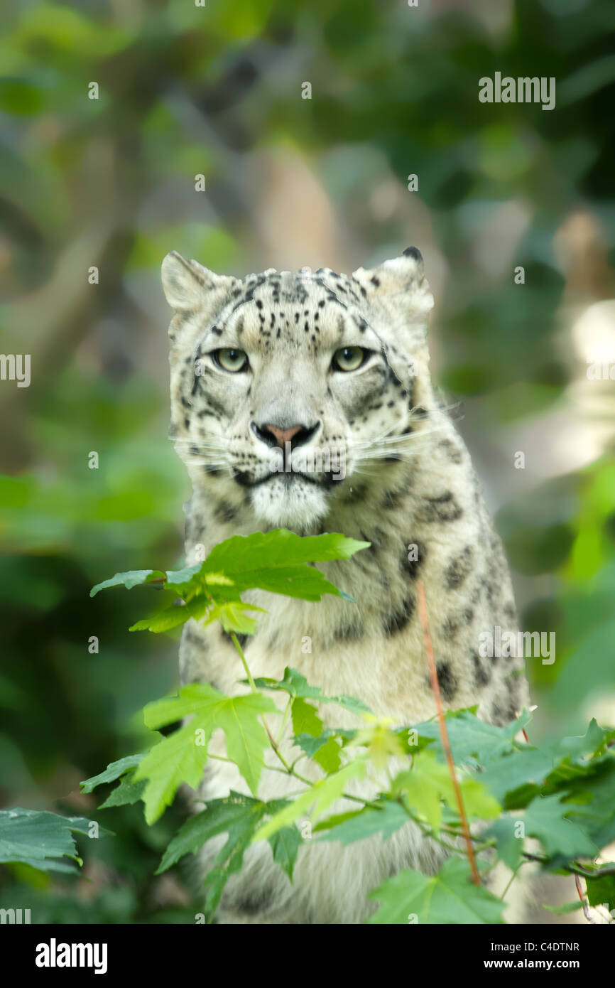 Snow Leopard Foto Stock
