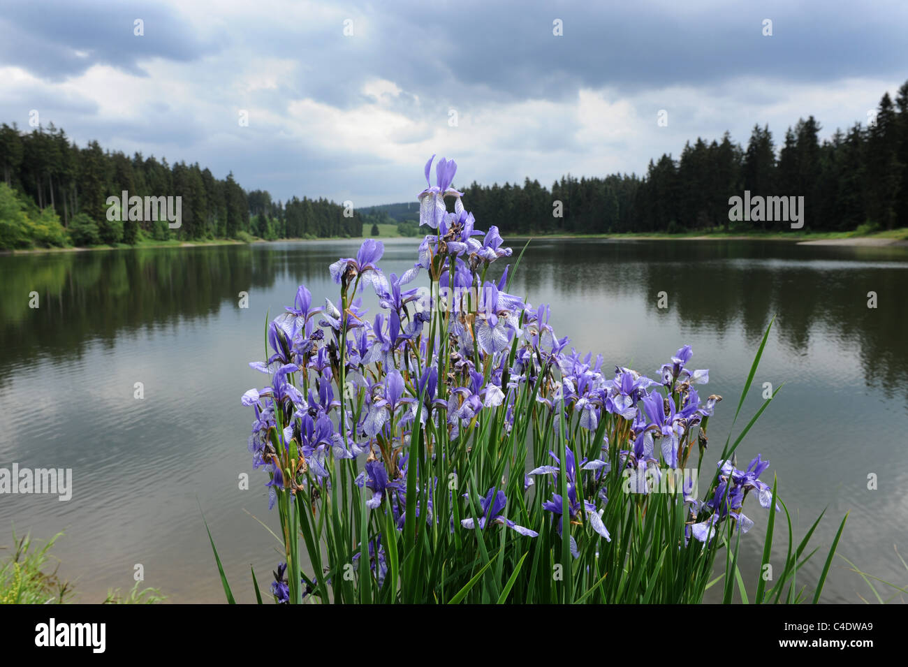 Iris blu crescente selvatici accanto al lago Prinzenteich nella regione di Harz di Germania Foto Stock