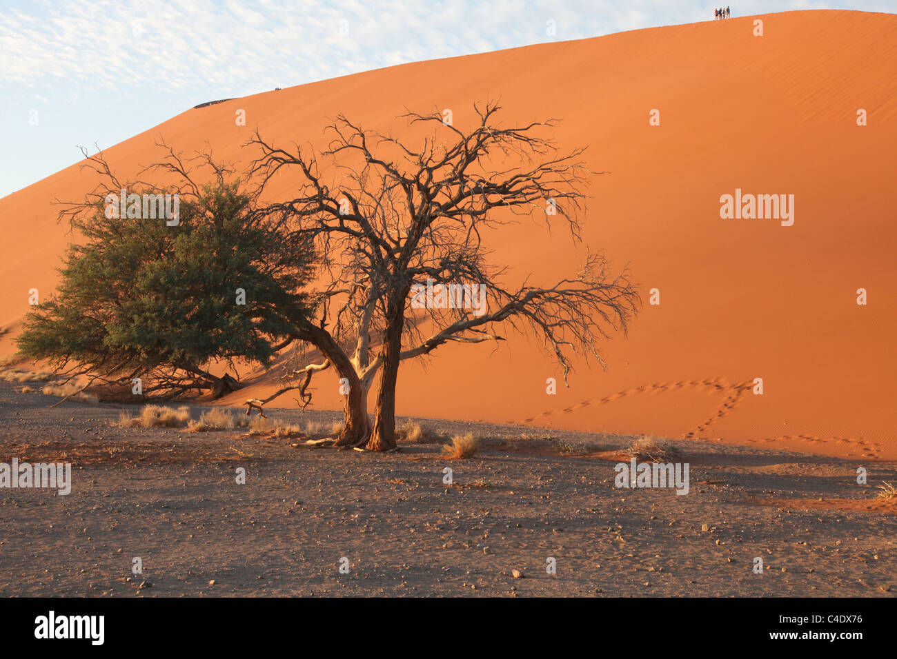 45 dune nel deserto del Namib - Namibia. Tra le più alte dune di sabbia nel mondo. Foto Stock