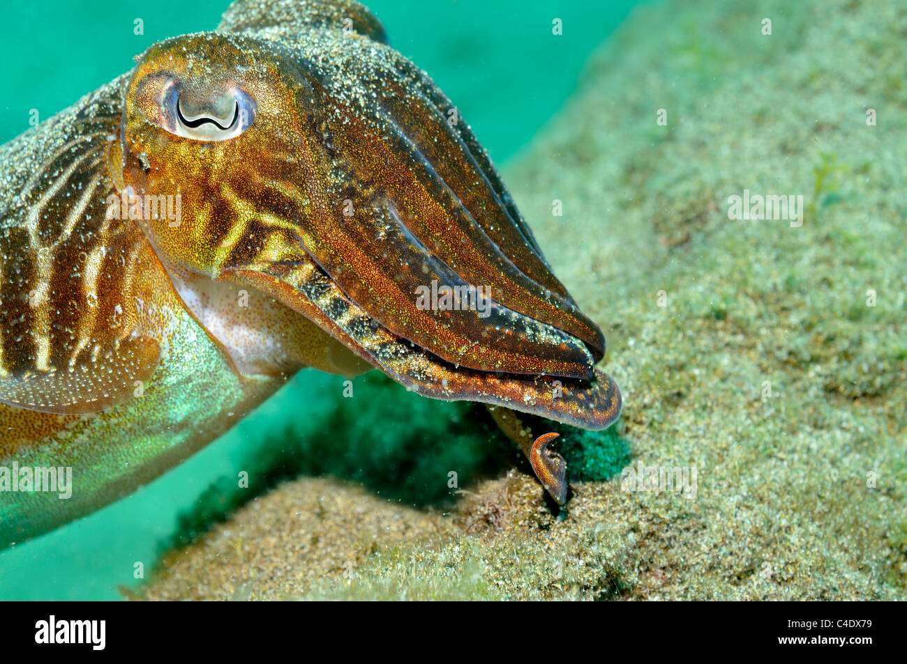 Seppie (Sepia officinalis) nuoto sott'acqua rivolto lontano Foto Stock