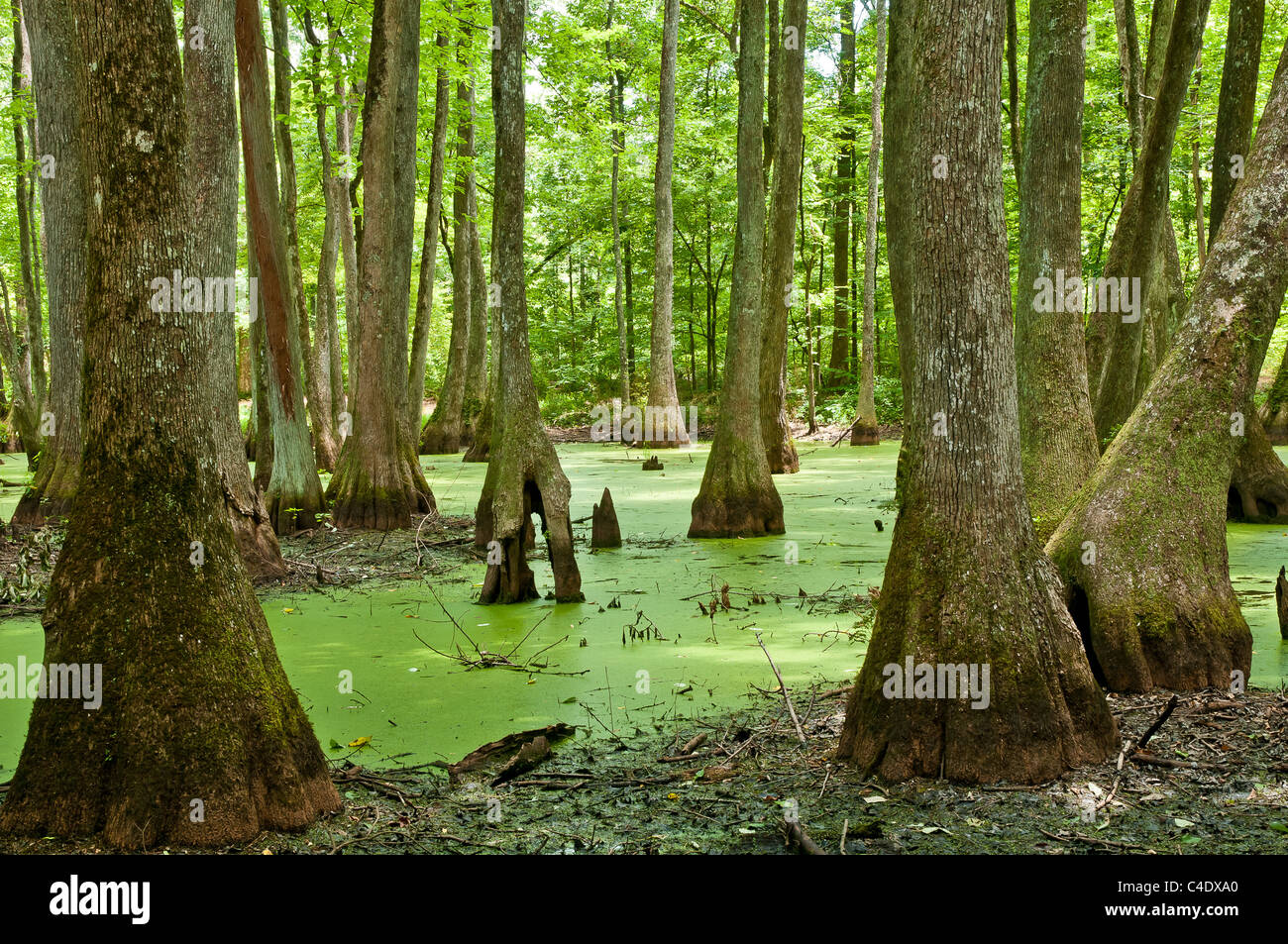Cypress-Tupelo palude in Mississippi sulla Natchez Trace Parkway. Acqua coperte di alghe verdi e lenticchie d'acqua. Foto Stock
