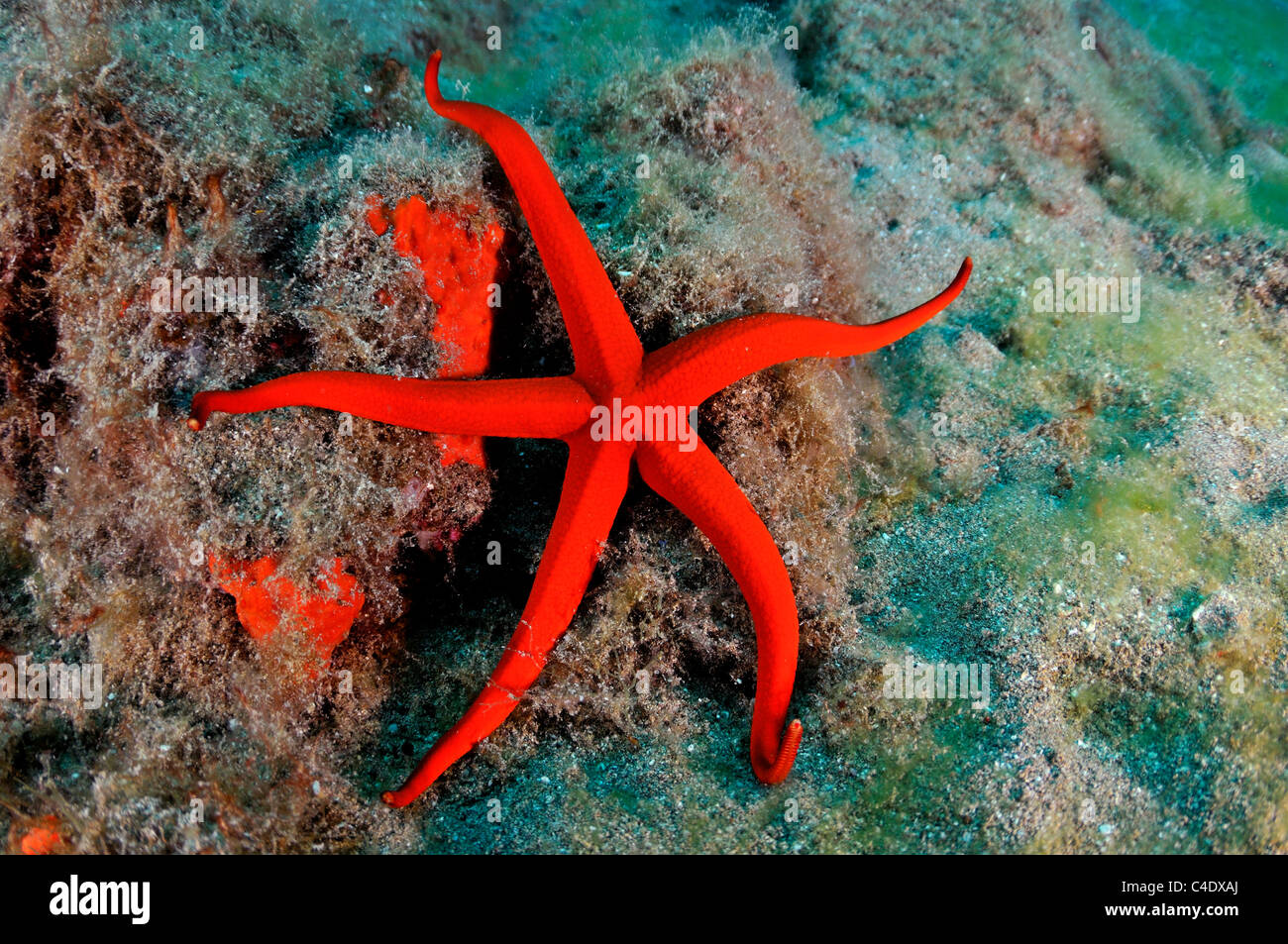 Red Starfish, Echinaster sepositus, sul fondale Lanzarote Foto Stock