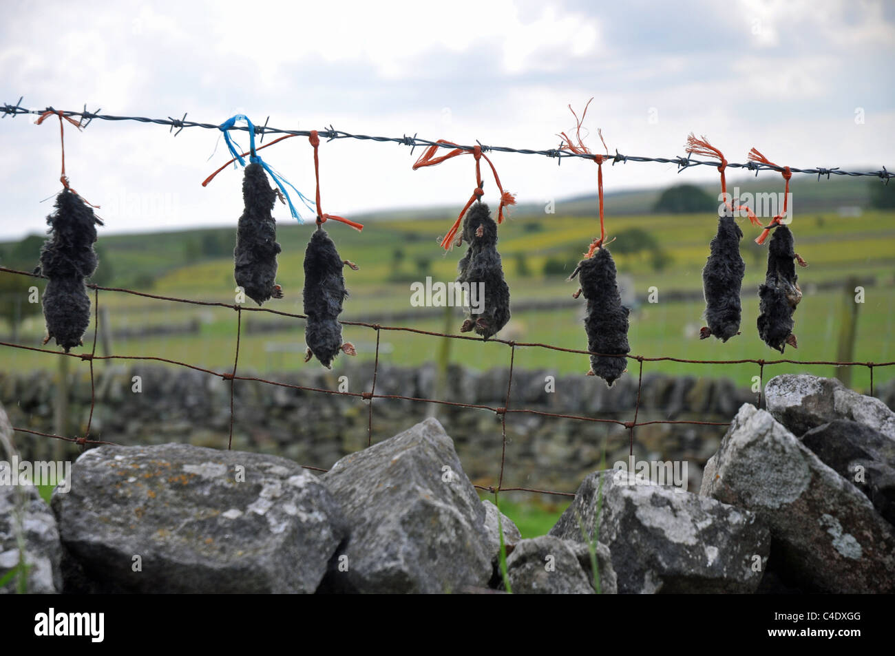 Derbyshire, Inghilterra: dead moli visualizzato dopo essere stato catturato Foto Stock