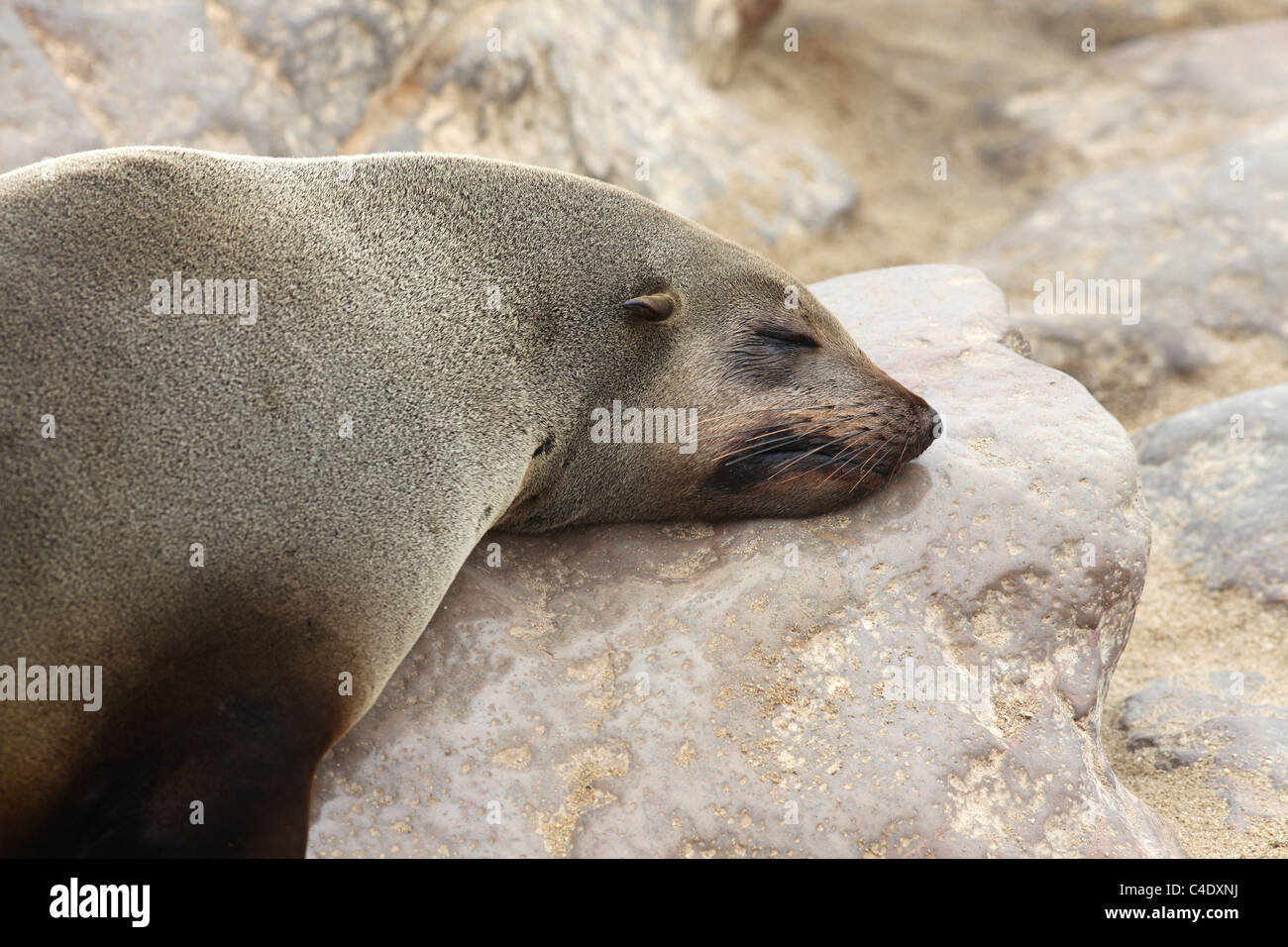 Capo pelliccia sigillo (Arctocephalus pusillus pusillus) al Cape Cross colonia di foche sulla Costa Atlantica, Namibia. Foto Stock