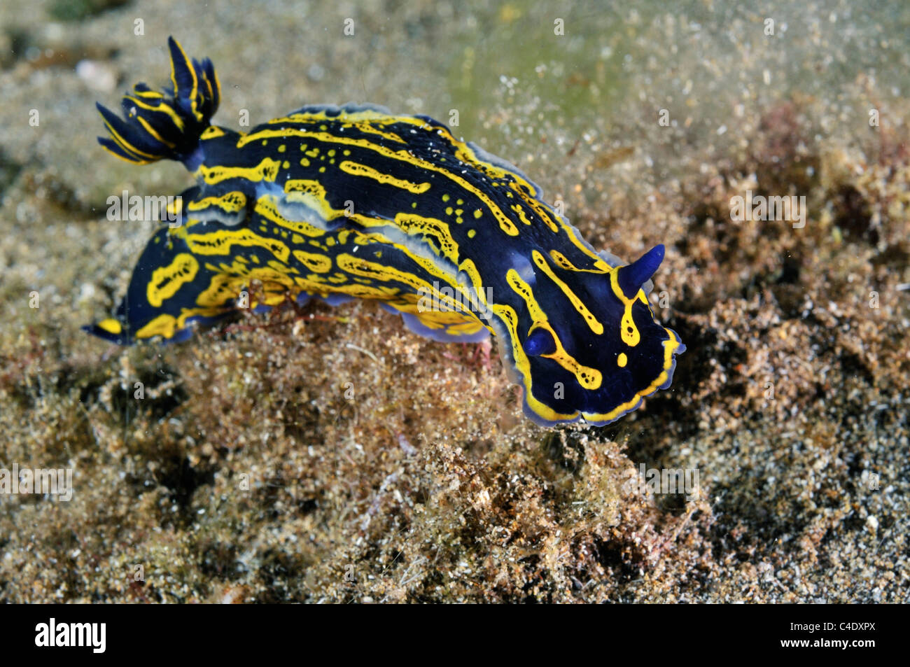 Giallo listati nudibranch (Hypselodoris picta noto anche come H. edenticulata) Foto Stock