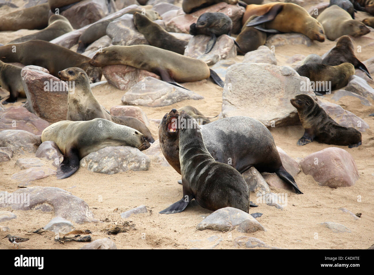 Capo le foche (Arctocephalus pusillus pusillus) a Cape Cross, Namibia Foto Stock