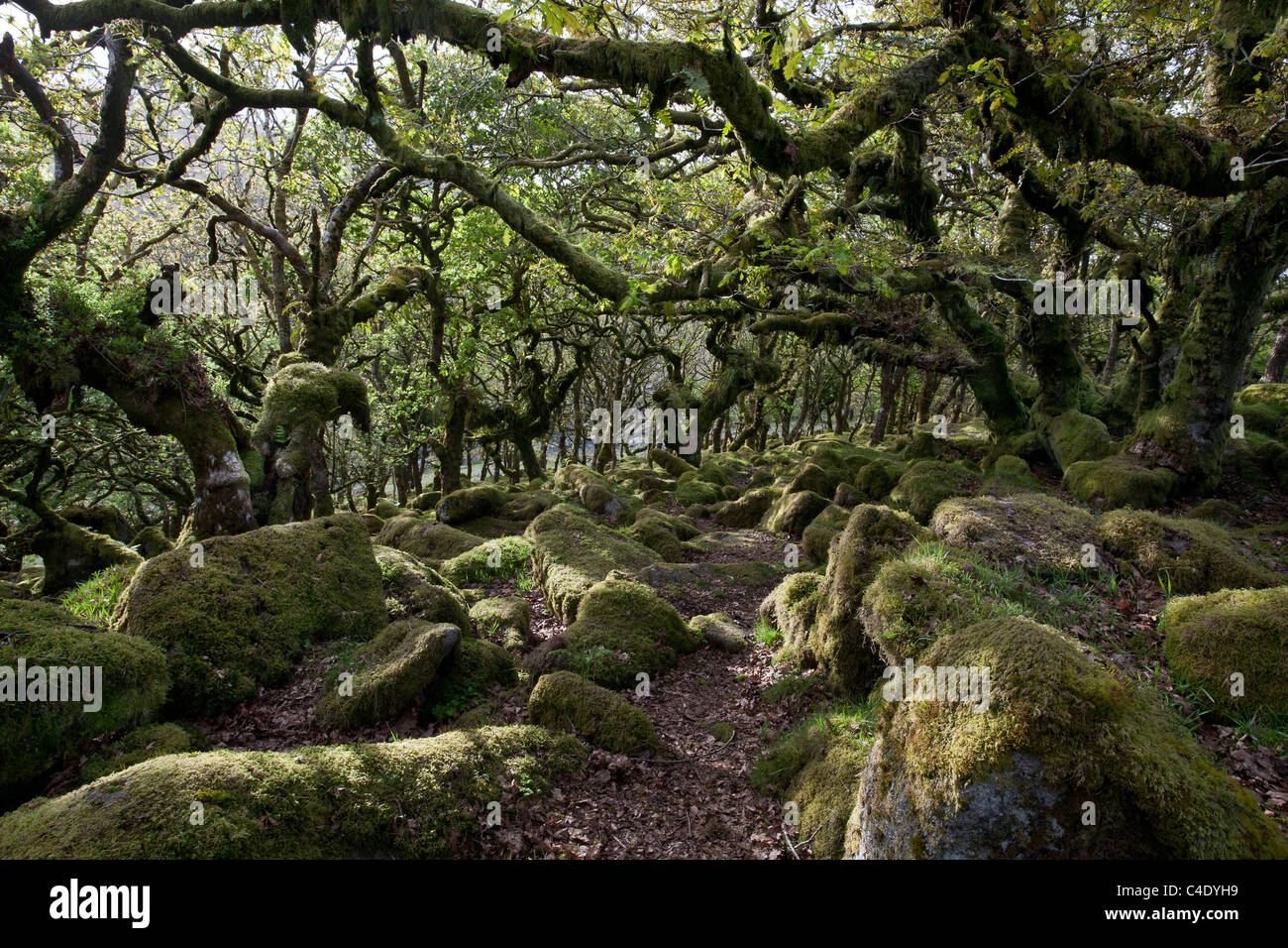 Wistman il legno sul Dartmoor in Devon Foto Stock