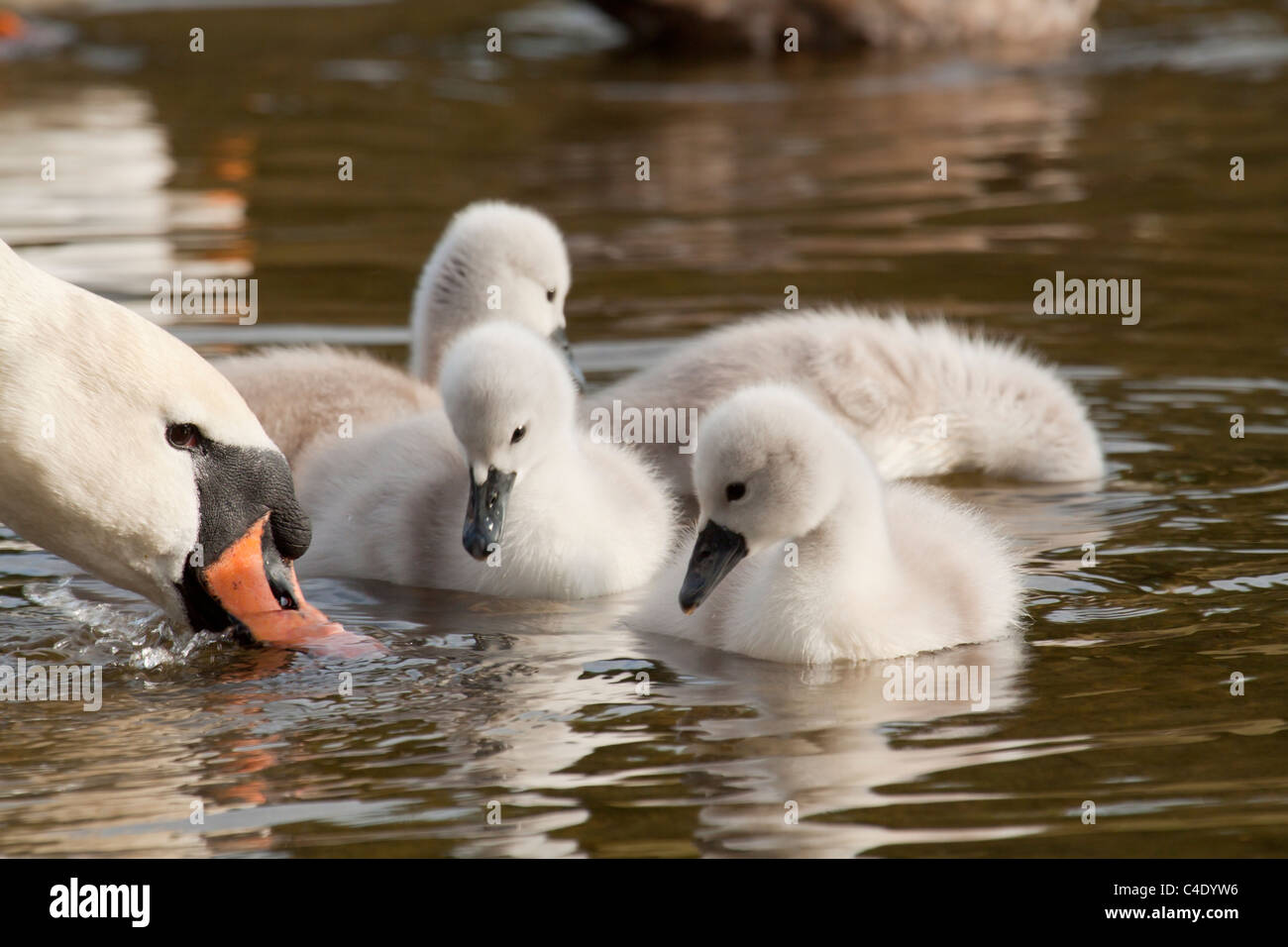 White Swan con i suoi cygnets Foto Stock