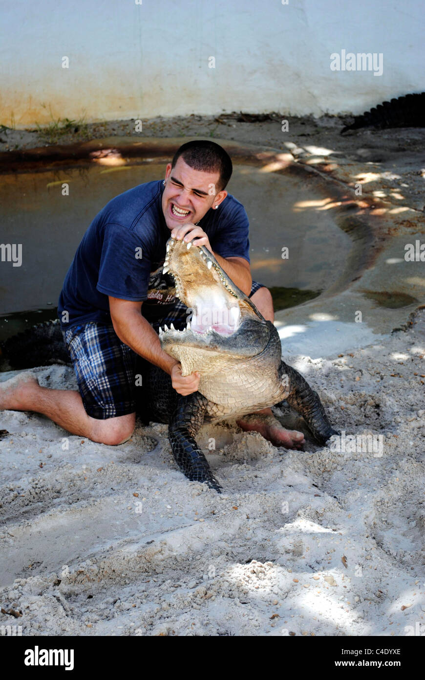 Il coccodrillo americano wrestling nel parco nazionale delle Everglades Foto Stock