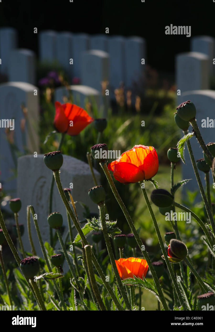 Poppies in British War Cemetery, Ypres Foto Stock