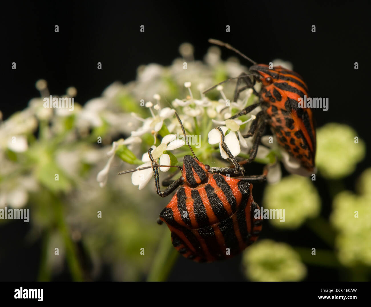 Graphosoma lineatum Foto Stock