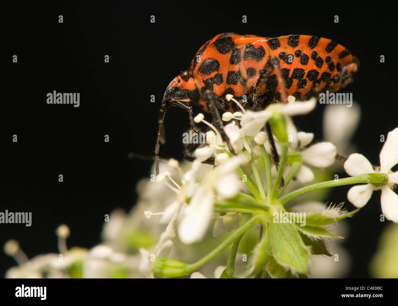 Graphosoma lineatum Foto Stock
