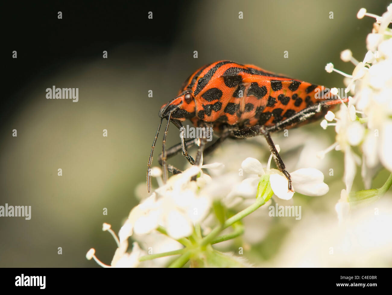 Graphosoma lineatum Foto Stock