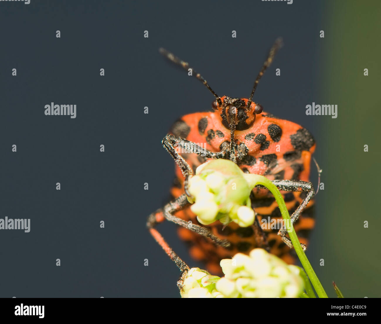Graphosoma lineatum Foto Stock