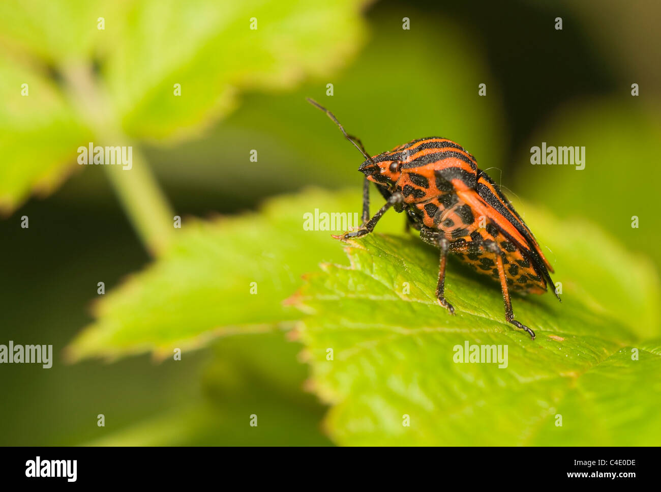 Graphosoma lineatum Foto Stock