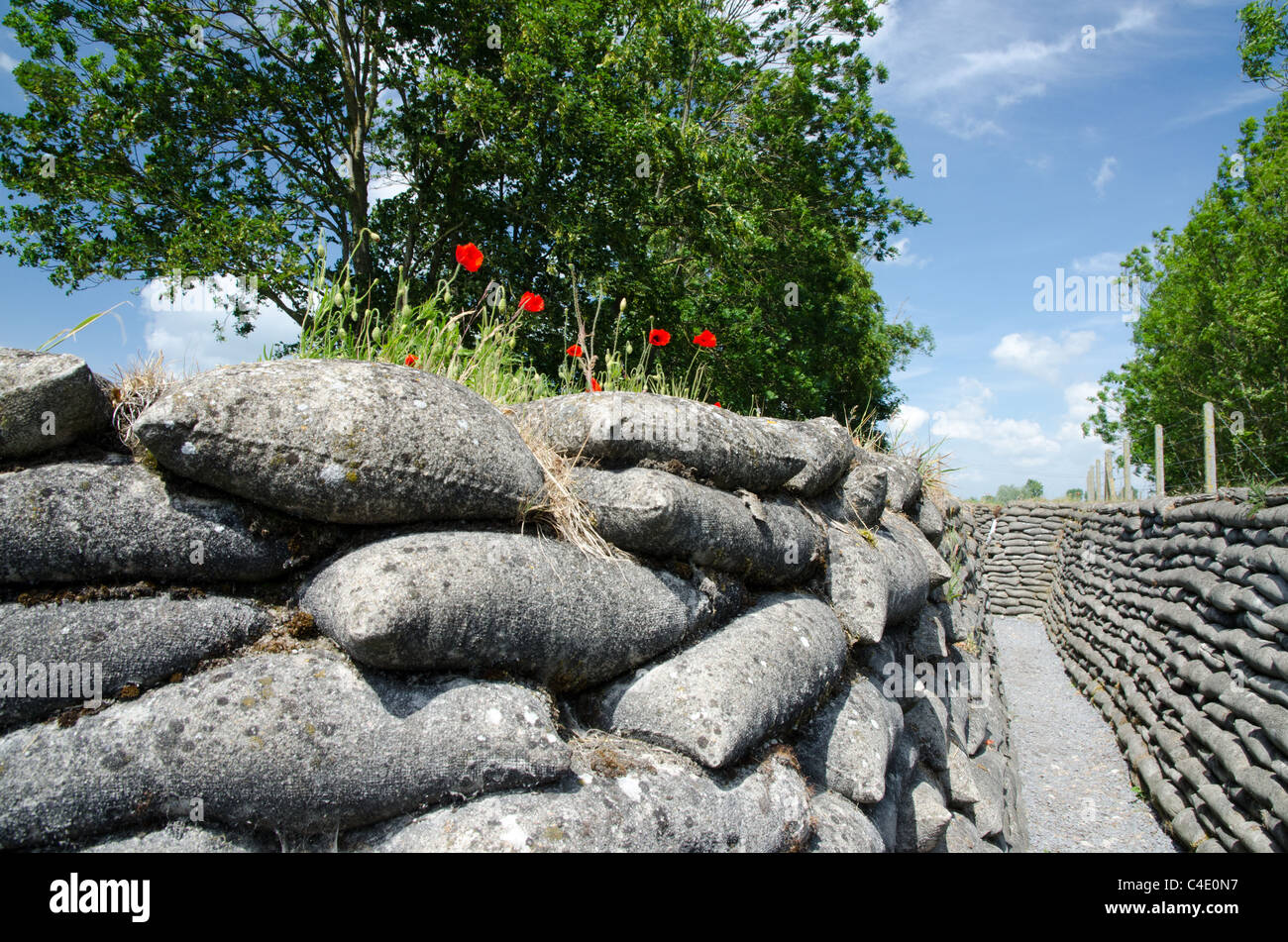 Poppies in conserve di Prima Guerra Mondiale trincea trincea della morte, Fiandre Foto Stock