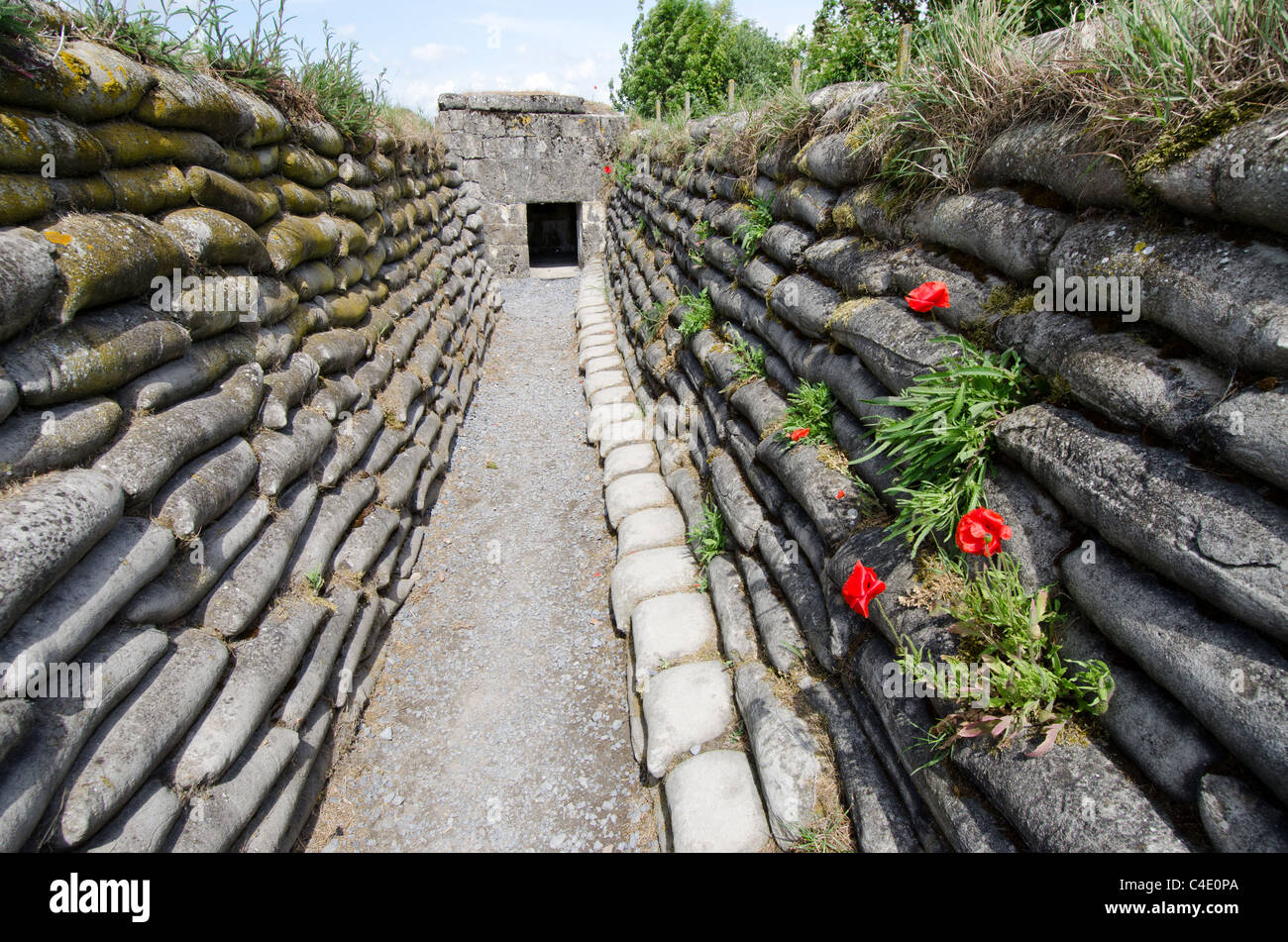 Poppies in conserve di Prima Guerra Mondiale trincea trincea della morte, Fiandre Foto Stock