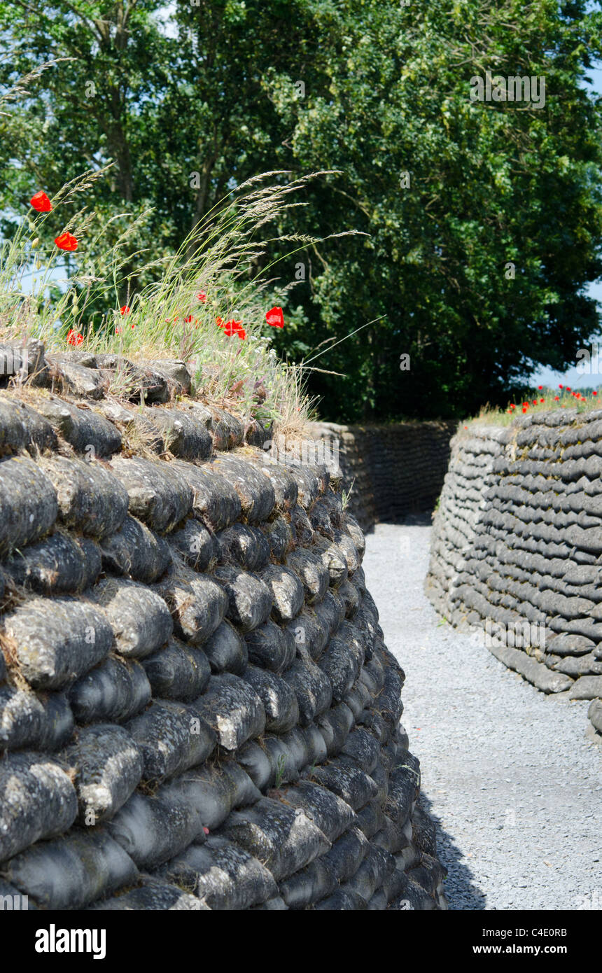 Poppies in conserve di Prima Guerra Mondiale trincea trincea della morte, Fiandre Foto Stock