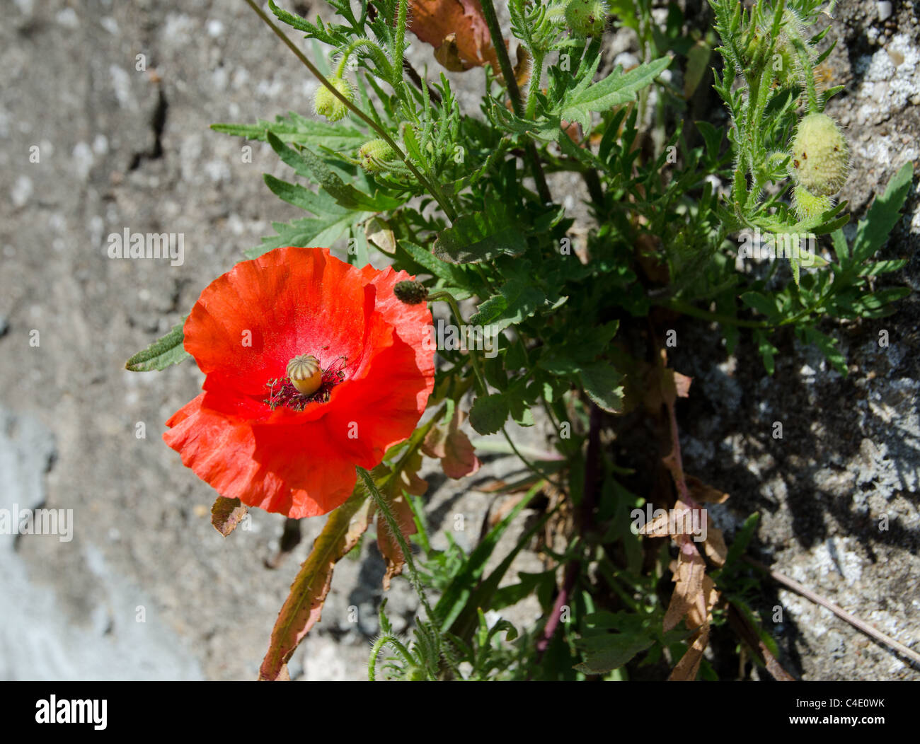 Poppies in conserve di Prima Guerra Mondiale trincea trincea della morte, Fiandre Foto Stock
