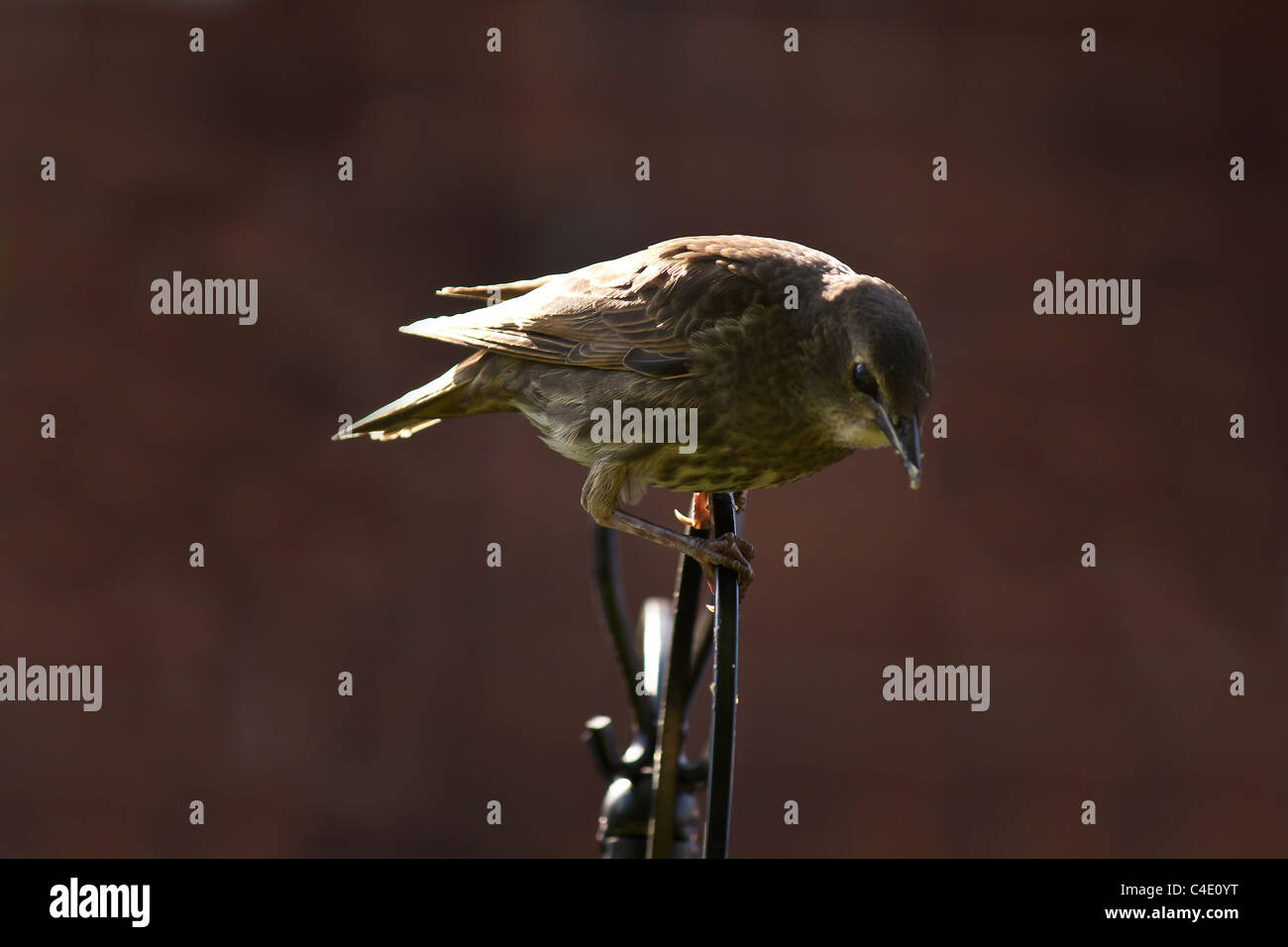 Un giovane starling in attesa di essere alimentata in un pomeriggio soleggiato Foto Stock Un giovane starling in attesa di essere alimentata in un pomeriggio soleggiato Foto Stock