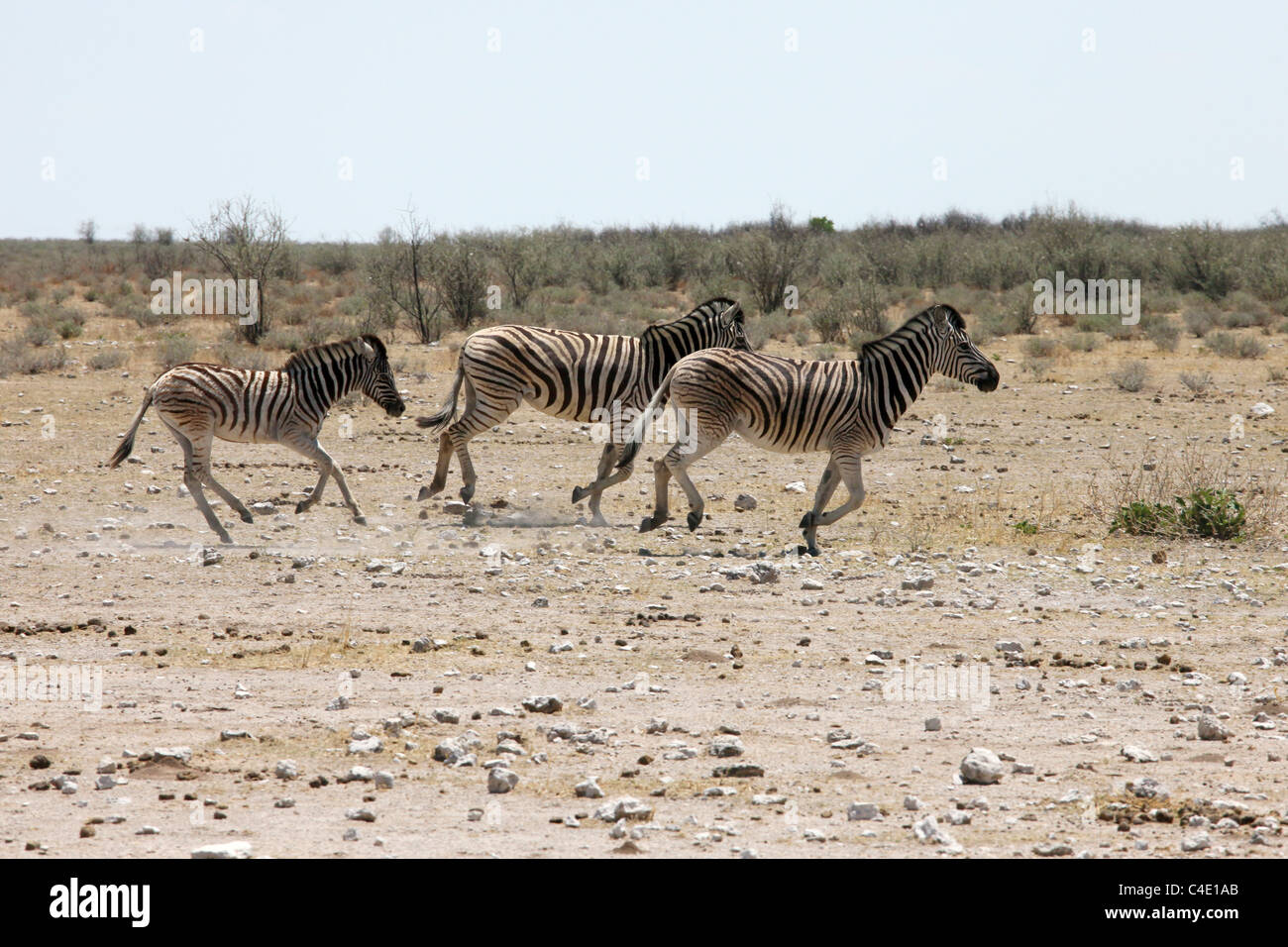 La Burchell Zebra (Equus quagga burchellii), Etosha Natinal Park, Namibia Foto Stock