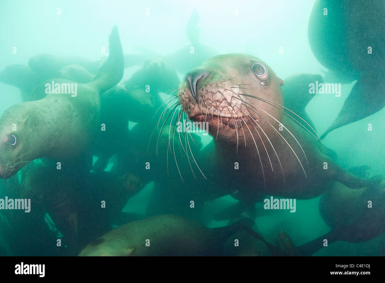 Steller's sea lion o Steller leoni marini, o northern Sea Lion, Eumetopias jubatus, Columbia Bay, Alaska ( Prince William Sound ) Foto Stock