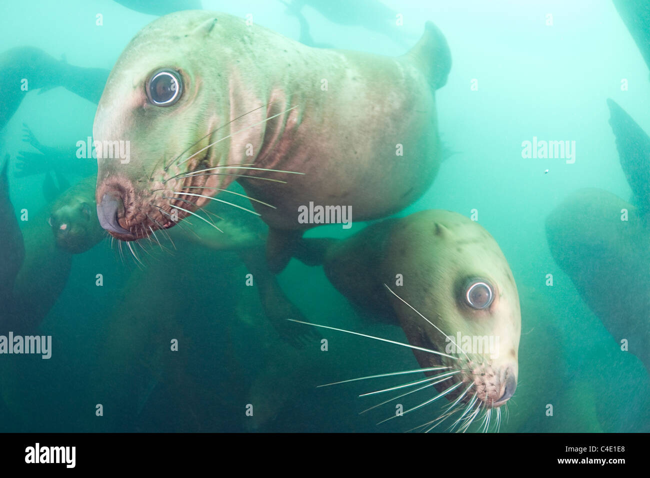 Steller's sea lion o Steller leoni marini, o northern Sea Lion, Eumetopias jubatus, Columbia Bay, Alaska ( Prince William Sound ) Foto Stock
