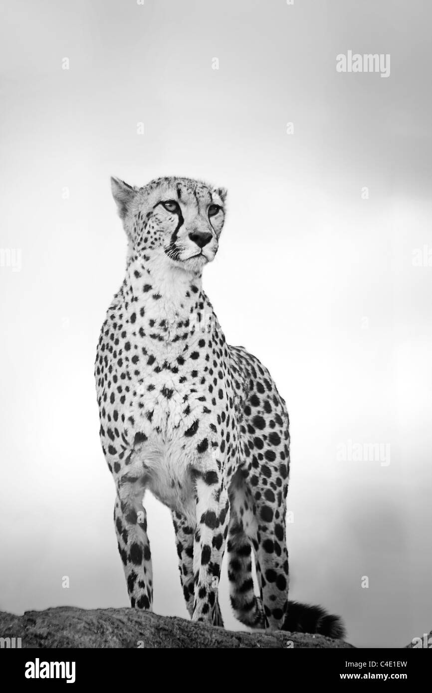 Cheetah nel West Midlands Safari Park Foto Stock