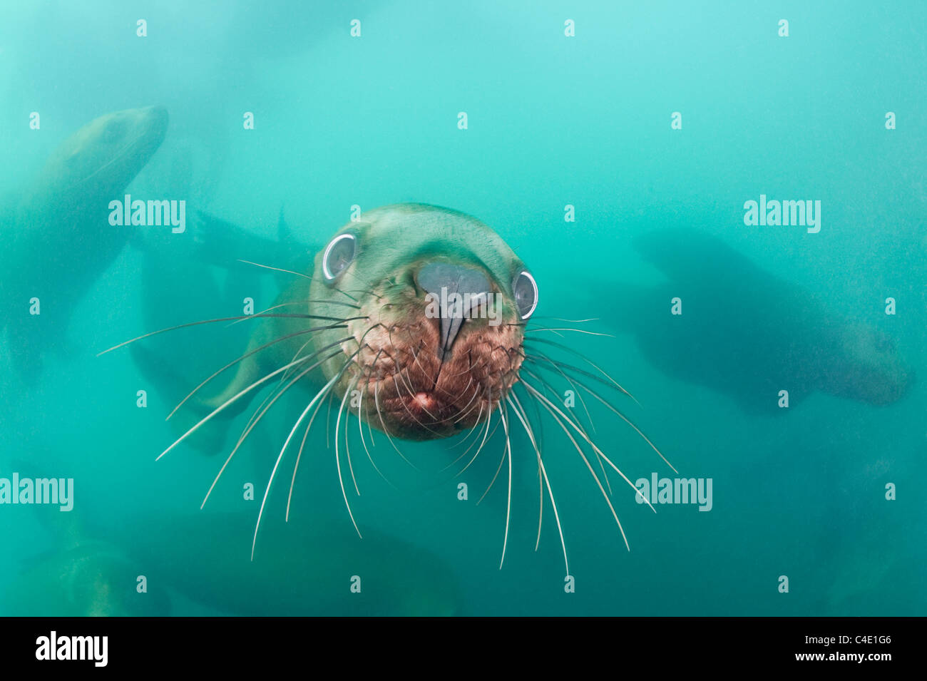 Steller's sea lion o Steller leoni marini, o northern Sea Lion, Eumetopias jubatus, Columbia Bay, Alaska ( Prince William Sound ) Foto Stock