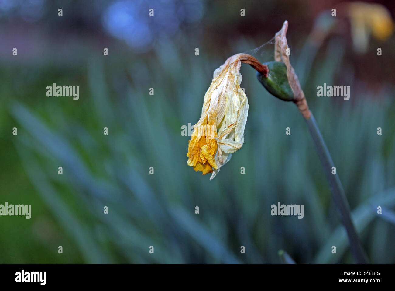 Un Daffodil (Narcissus) che ora è passato il suo miglior Foto Stock