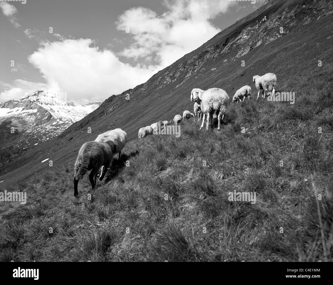 Un gregge di pecore al pascolo su un pascolo alpino / montagna di Val di Vizze, Alpi, Alto Adige, Italia Foto Stock