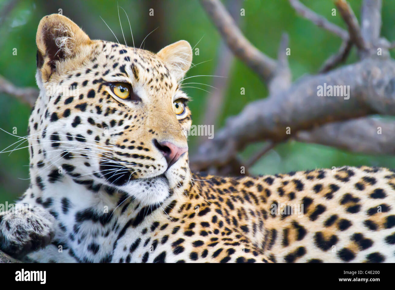 Un giovane leopard in Chitabe concessione nel delta dell'Okavango in Botswana Foto Stock