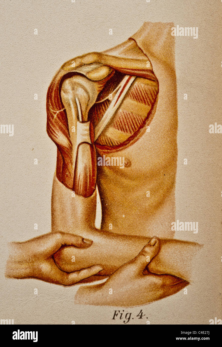 Illustrazione della spalla umana copyright 1902 Foto Stock